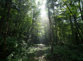 South Korea Forest